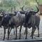 Numida Rus - Marloth Park