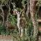 Numida Rus - Marloth Park