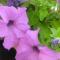 La Petunia