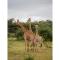 Ndlovu Safari Lodge - Riserva Naturale di Welgevonden