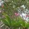 A tropical paradise; stunning house, pool, garden - Wattala