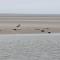 Baie de somme
