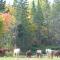 Meadowlark Cabin #5