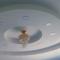 Sandy Luxury 4 Bhk Villa