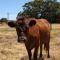 Farm View Cottage - Margaret River