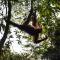 Wild Paradise Guest House & Jungle Trekking Booking With Us - Bukit Lawang