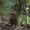 Wild Paradise Guest House & Jungle Trekking Booking With Us - Bukit Lawang