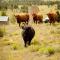 Buckskin - Lorrayne Ranch - Guffey