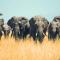 Kananga Special Tented Camp