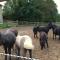 Haras Des Bussières photo 8