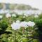 Oceanhouse Comfortable holiday residence - 登乌弗