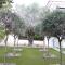 The Olive Tree