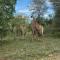 Kruger Bush Retreat
