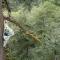 Tree Climbing at Silver Falls - Sublimity