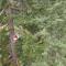 Tree Climbing at Silver Falls - Sublimity