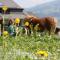 Bio Ferienbauernhof Greber - Schwarzenberg im Bregenzerwald