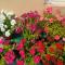 Anitas Home -2