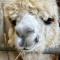 The original Sleeping Giant Lodge - Farm Stay, meet the animals - Ystradgynlais