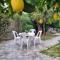 Elpida Lemon Garden House