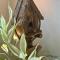 Gloria Homestay ,Thrissur