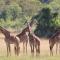 Wildlife friendly safari