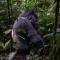 Wildlife friendly safari - Bugesera