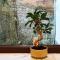 22 LOOP Apartment - براشوف