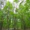 Woods Song -- Hot Tub - Pet Friendly - Wifi - King Bed - Woods Resort - Golf Nearby - Pool Pass - Spa - Grill - Fireplace