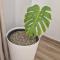 Machico Heart Suites