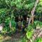 Landscape-Cabaña Summer-Full Equipada