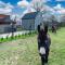 Domek wczasowy z dostępem do Mini zoo Donkeyszot