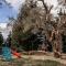 Olive Grove
