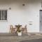 Studio Nest - Near the train to Lisbon & Sintra - Algueirão