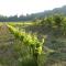 gite de caractere au calme au milieu des vignes avec piscine et jaccuzi - 塞兹河畔巴尼奥勒