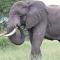 Turaco Homestay Turaco Homestay