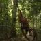 Wild Paradise Guest House & Jungle Trekking Booking With Us - Bukit Lawang