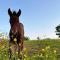 Sleep next to a Horse in a stable by the city ! - Exeter