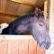 Sleep next to a Horse in a stable by the city ! - Exeter