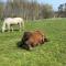 Gîte La Cabuche proche du zoo de Beauval - Thenay