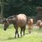 Farm Stay Frank Ozmec Wine and Glamping estate - Ljutomer