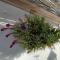 Jardin de Mucho