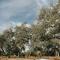 The Cedars Ranch