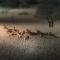 Big Cats Namibia Farmstay & Tours