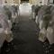 The Pear Tree Inn & Country Hotel