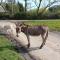 Forest Heath Holidays - Denphyl