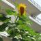 Sunflower Himara
