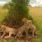 Emunyan maasai Mara camp - Sekenani