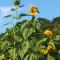 Sunflower Himara