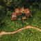 One&Only Nyungwe House