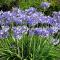 Agapanthus bed and breakfast